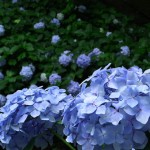 ajisai-1[1]