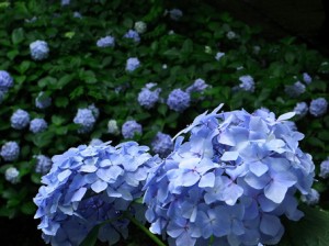 ajisai-1[1]